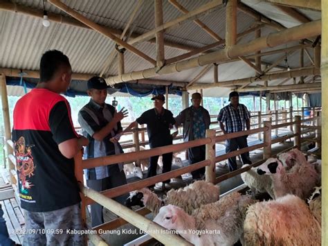 Peternak Gunungkidul Dilatih Usaha Budi Daya Penggemukan Domba