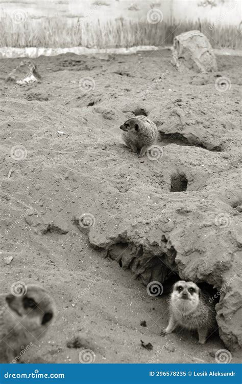 Gophers In Wildlife Among The Grass Near The Holes Gopher Sits Near A