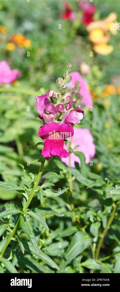 Snapdragon Flower Hi Res Stock Photography And Images Alamy