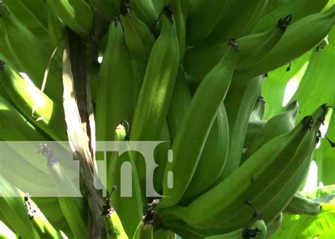 Pujante producción de plátano en la Isla de Ometepe TN8 tv