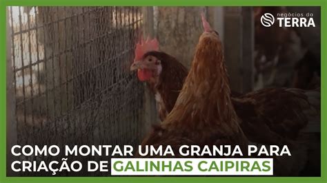 Como montar uma granja para criação de galinhas caipiras e ovos