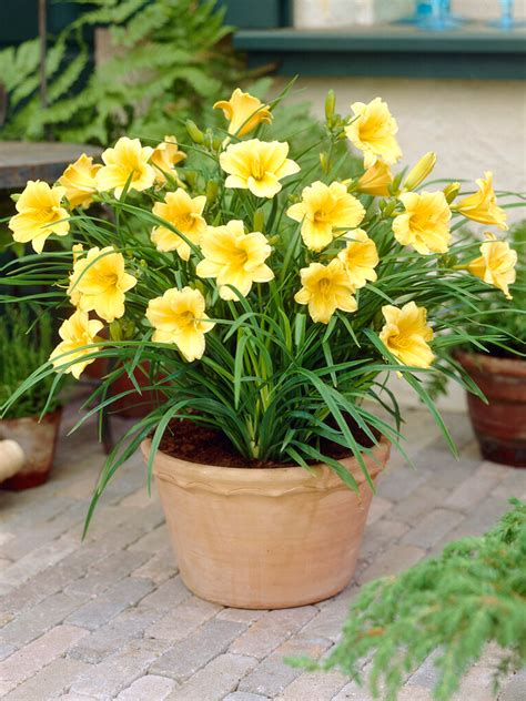 Daylily Stella Doro Hemerocallis Dutchgrown™