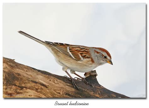 Bruant Hudsonien American Tree Sparrow A Au Poste Flickr