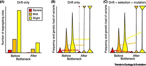 Purging And Accumulation Of Genetic Load In Conservation Trends In