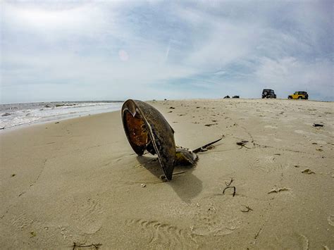 Assateague Island National Seashore Capital Off Road Enthusiasts Inc