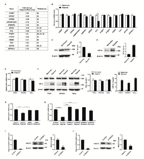 Hypoxia Downregulates Ncl In Pasmcs A Expression Levels Of Rbps Were