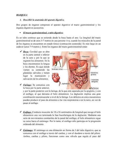 Bloque I Discusion 5 BLOQUE I Describir la anatomía del aparato