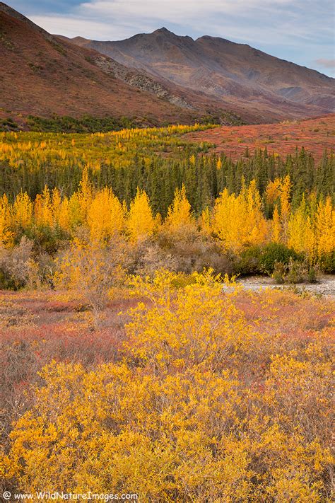 Fall in the Brooks Range - Photo Blog - Niebrugge Images