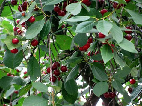 Обои Природа Ягоды, обои для рабочего стола, фотографии природа, Ягоды ...