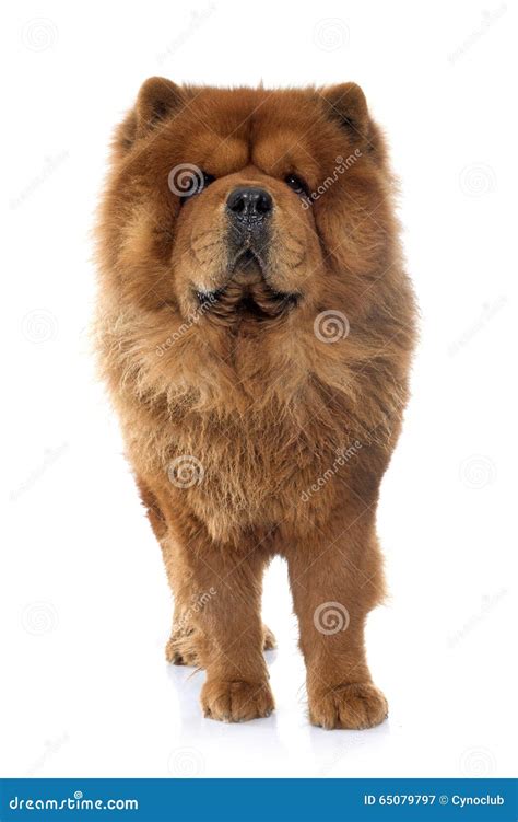 Brown Chow Chow Dog Stock Photos - Download 1,049 Royalty Free Photos