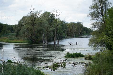 Altwasser An Der Donau In Deutschland Sin Wertvolle Brutpl Tze F R