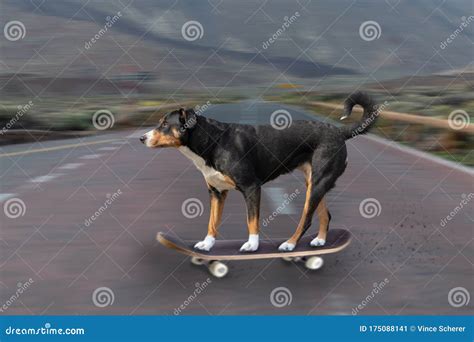 Adorable Dog On A Skateboard Stock Image Image Of Obedient Leashes