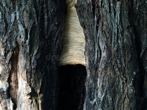 European Hornet Vespa Crabro Nest Stock Image - Image of common, color: 123244355