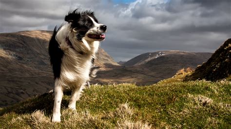 11 Best Dogs for Hiking and Outdoor Adventures