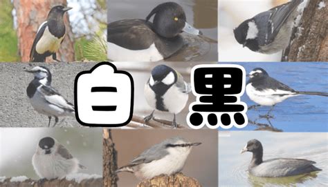 あの鳥なんだっけ？身近な白黒の鳥をまとめてみた えびちのとりどり