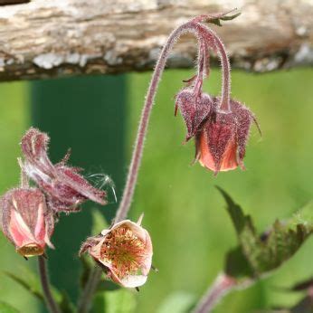 Knikkend Nagelkruid Geum Rivale L Herbarium