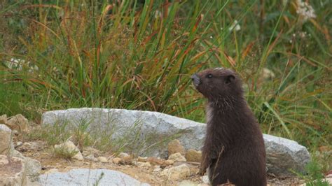 Hoary Marmot, Vancouver Island, BC | Gohiking.ca