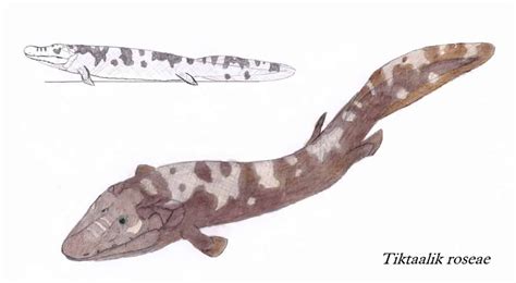 Tiktaalik Dinosaurs Pictures And Facts