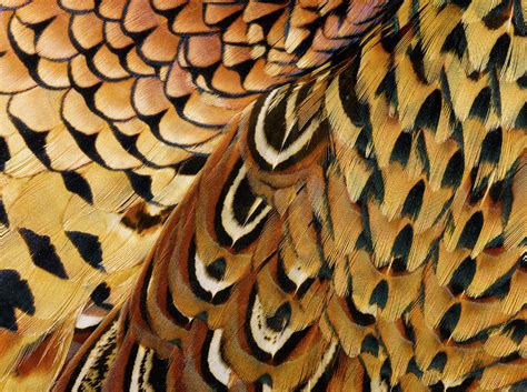 Detail Of Pheasant Feathers by Jeffrey Coolidge