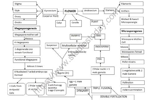 Cbse Class 12 Biology Sexual Reproduction In Flowering Plants Minds Map