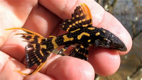 Pseudacanthicus Sp L273 Nicknamed Titanic Catus Pleco” L273 Is One