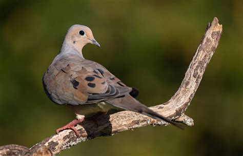 Guide To The 2024 Dove Season Texas Huntwise