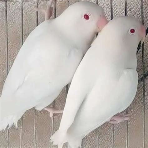 Albino Lovebird Red Eyes Love Birds Nest