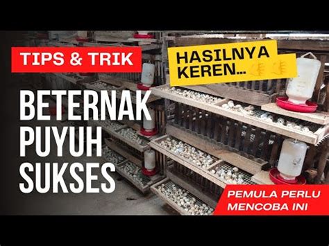 Tips Trik Beternak Puyuh Menyenangkan Telurnya Meningkat Drastis