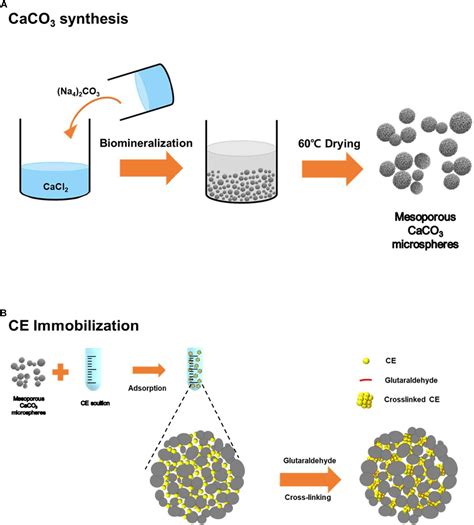 Frontiers Immobilization And Stabilization Of Enzyme In