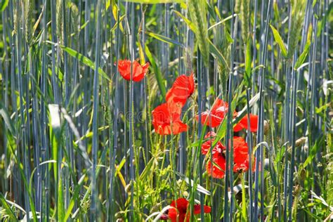 Rhoeas Rossi Di Fioritura Del Papavero Dei Fiori Dei Papaveri Nel