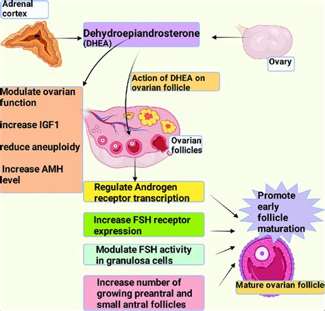 Dhea Hormone