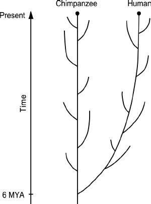 Schematic representation of human and chimpanzee evolution. The ...