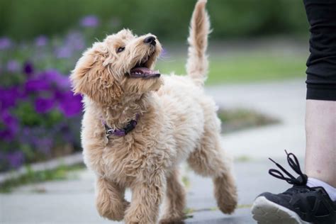 How to Train a Puppy - Teach Your New Puppy The Basics