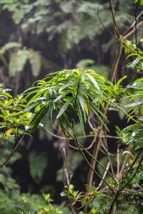 Thicket Plants Madeira Portugal Editorial Stock Photo - Stock Image | Shutterstock