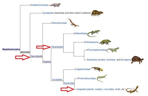 Phylogenetische Systematik Teil 3 Stammbaum Des Lebens Darwinator