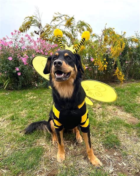 Best German Shepherd Halloween Costumes That Fit!