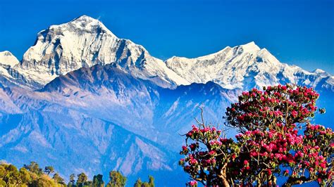 Ghorepani Poon Hill Trekking Koili Tours