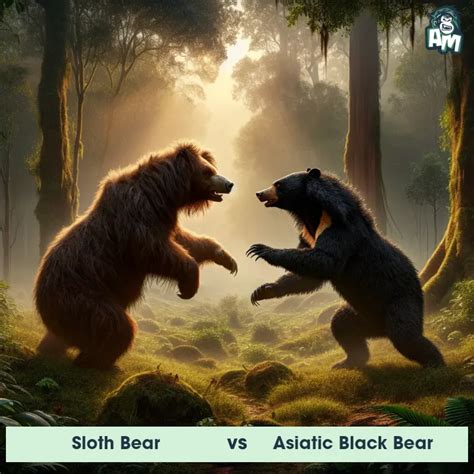 Asiatic Black Bear: Predator-Prey Interactions, Fights, and Aggressive