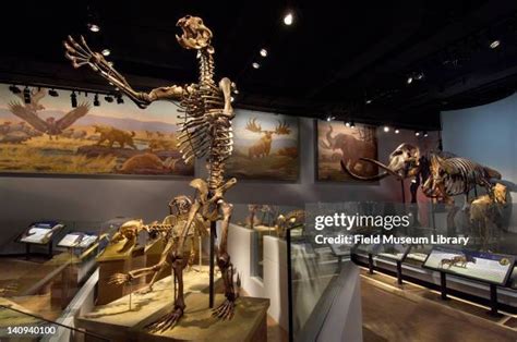 12 Arctodus Stock Photos, High-Res Pictures, and Images - Getty Images