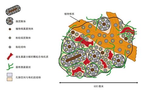 土壤有机质与土壤固碳腾讯新闻