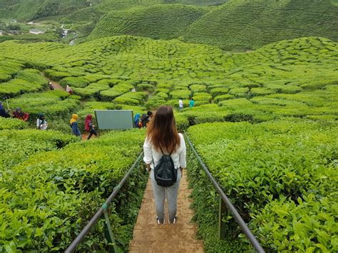 Ladang Teh Boh Habu Tempat ‘ootd Tercantik Di Cameron Highlands Raja