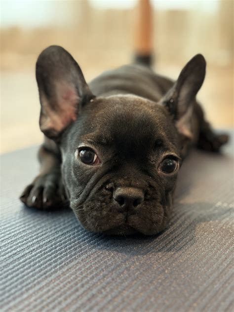 Black Frenchies Puppies - The good shepherd kennel