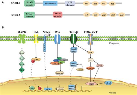 Frontiers SNAIL1 Linking Tumor Metastasis To Immune Evasion