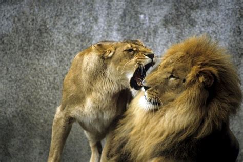 Two Lions Standing Next To Each Other With Their Mouths Open