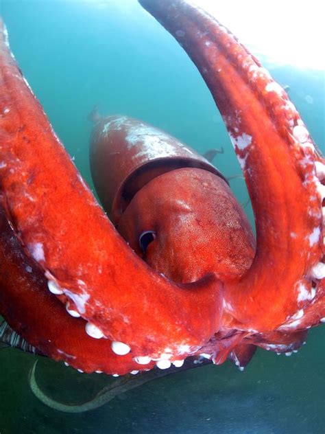 Watch Rare Giant Squid Caught On Camera In Japanese Bay