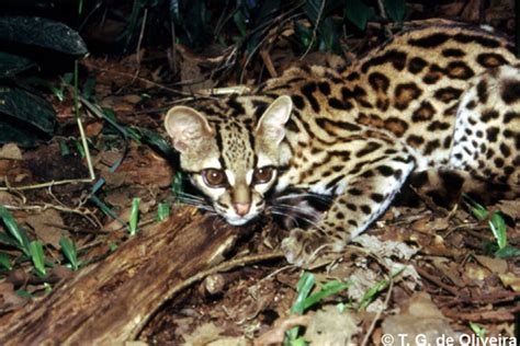 Catsg Margay