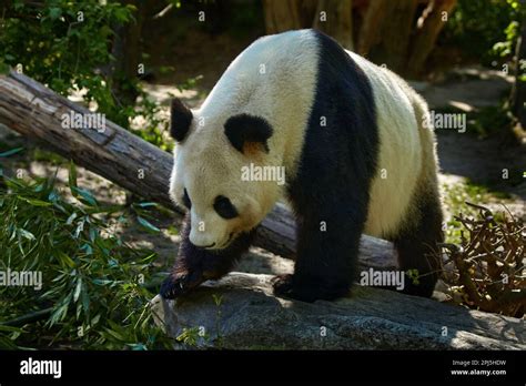 Panda bear behaviour in the nature habitat. Portrait of Giant Panda ...