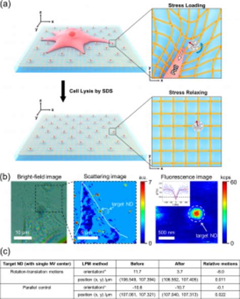 Force Fields Of Intact Cells Image Eurekalert Science News Releases