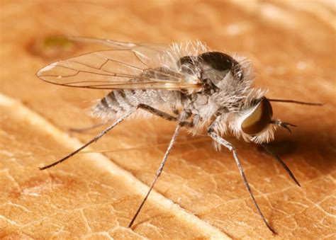 Geron Halteralis Naturdata Biodiversidade Em Portugal