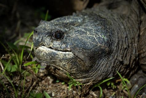 Central American Snapping Turtle Chelydra Rossignonii Flickr